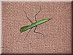 IMG_2220.JPG