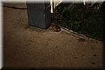 DSC_1464.JPG